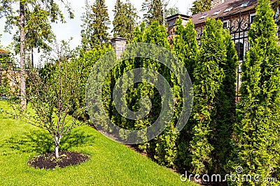 Natural landscaping in garden Stock Photo