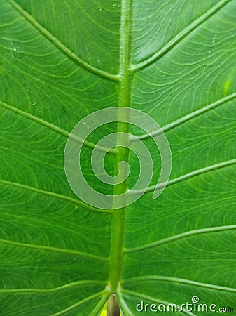 Natural large green leaf vein patterns structure. Stock Photo