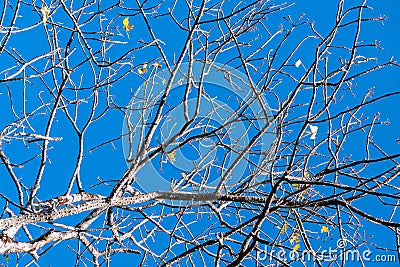 Natural leafless tree against a blue sky. Stock Photo