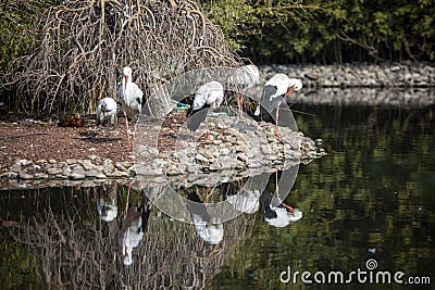 Natural life park, zoo, Izmir / Turkey, stork birds varietes animal Stock Photo
