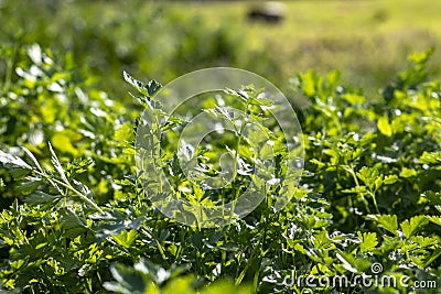 natural lighting of the frame. Garden. Parsley is grown. Without the use of chemicals. Environmentally friendly product Stock Photo