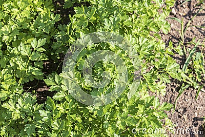 natural lighting of the frame. Garden. Parsley is grown. Without the use of chemicals. Environmentally friendly product Stock Photo