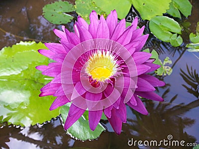 Natural lite Pink Water Lily Flower of sri lanka Stock Photo