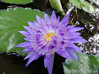 Natural lite purple Water Lily Flower of sri lanka Stock Photo