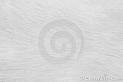 Natural llight gray or white texture fur cat abstract patterns for background Stock Photo