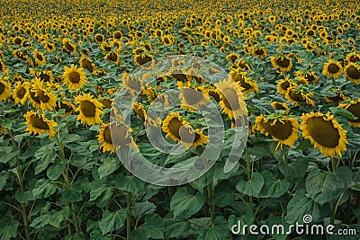 Natural looking field with sunflowers in colder shade of colors. Sun flower field in Hungary Stock Photo