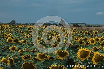 Natural looking field with sunflowers in colder shade of colors. Sun flower field in Hungary Stock Photo
