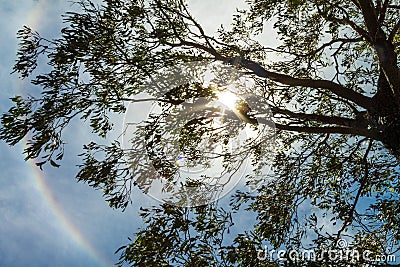 Natural, lovely and relaxing sky view. Sunbeams through the tree leaves. Small rainbow and blue sky with clouds. Stock Photo