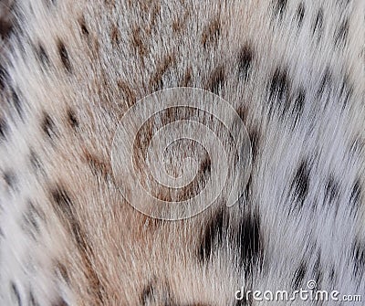 Natural lynx fur Stock Photo