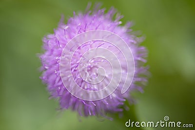 Natural macro floral background of Cheirolophus falcisectu Stock Photo