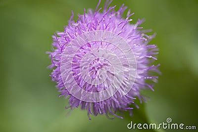 Natural macro floral background of Cheirolophus falcisectus Stock Photo