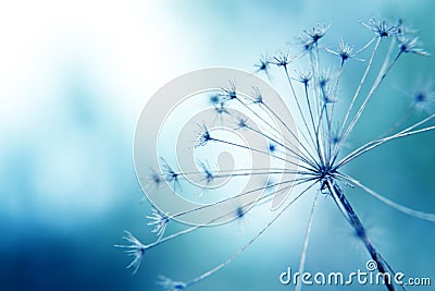 Natural macro floral background Stock Photo