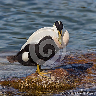 Male eider duck somateria mollissima standing on rock in water Stock Photo