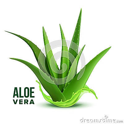 Natural Medicine Foliage Plant Aloe Vera Vector Vector Illustration