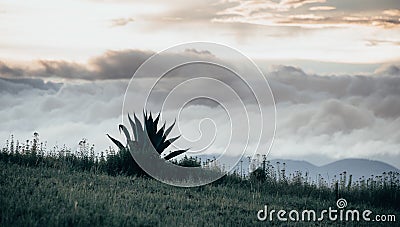 Natural minimalist landscape where grass, an agave on the hill and a cloudy sky are appreciated. Stock Photo