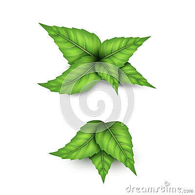 Natural mint leaves set. Realistic fresh green spearmint, peppermint herb, herbal mentha plant Vector Illustration
