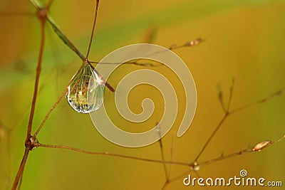 Natural mirror in drop Stock Photo