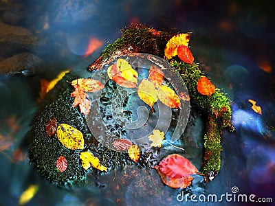 Natural mirror in orange frame. Fallen beech leaves in water of mountain river Stock Photo