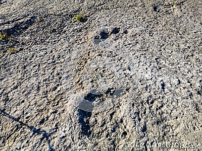 Natural monument of fossil dinosaur footprints in Serra D `Aire in Pedreira do Galinha, in Portugal. A pedagogical circuit was cre Stock Photo