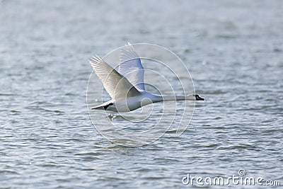 Natural mute swan bird cygnus olor flying over blue water sur Stock Photo