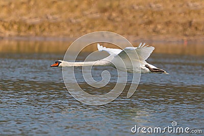 Natural mute swan cygnus olor during flight over water surface Stock Photo