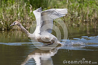 Mute swan Cygnus olor with spread wings running water surface Stock Photo