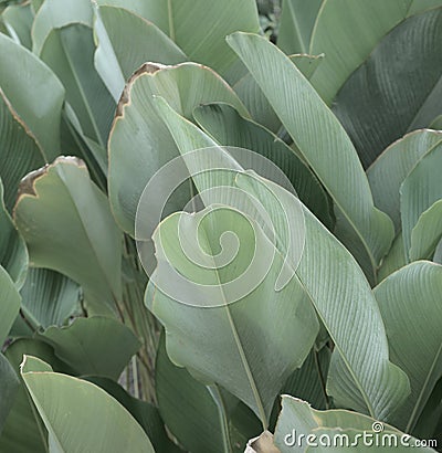 Natural muted neutral green leaves, tree abstract texture background. Muddy, pond plant. Stock Photo