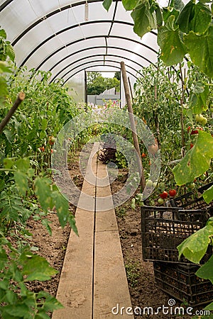 Natural native tomatoes and cucumbers in a greenhouse in the garden Stock Photo