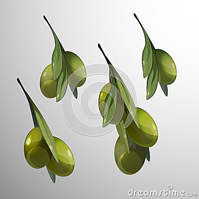 Natural olive tree branches set of green sorts in realistic style isolated Cartoon Illustration