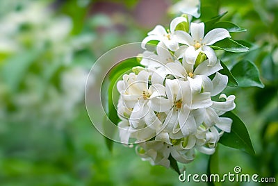 Orange jasmine or jessamine flower blooming Stock Photo