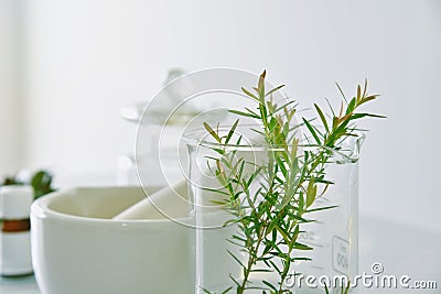 Natural organic botany and scientific glassware, Alternative herb medicine, Natural skin care beauty products Stock Photo