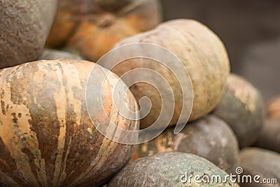 Natural organic grown pumpkin. Autumn harvest Stock Photo