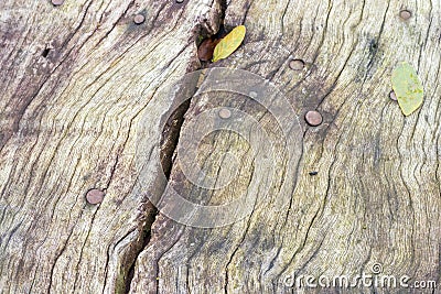 Natural organic wood background texture. Wood pattern. Stock Photo