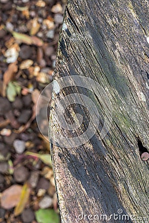 Natural organic wood background texture. Wood pattern. Stock Photo