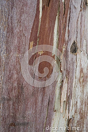 Natural original wooden background in close-up Stock Photo