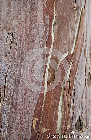 Natural original wooden background in close-up Stock Photo