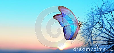 Natural pastel background. Morpho butterfly and dandelion. Seeds of a dandelion flower in droplets of dew on a background of sunri Stock Photo