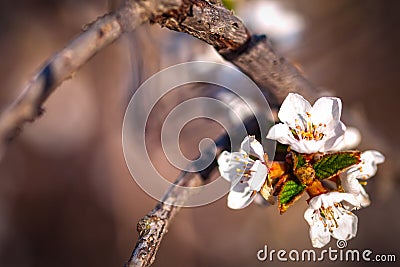 Natural pastel brown background. Felt cherry flowers. White flowers on a dry branch. Floral background in vintage style Stock Photo