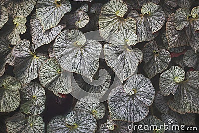Natural Pattern Background of Decorative Silver Foliage of Begonia Plant Stock Photo