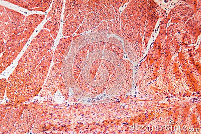 Natural pattern- cells stomach dog Stock Photo