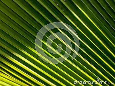 The natural pattern of green leaves is palm leaves Stock Photo
