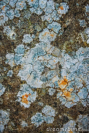 Natural pattern of lichen on the stone Stock Photo