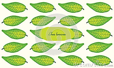 Natural pattern tea leaf in unique and eye-catching pastel green colors Vector Illustration