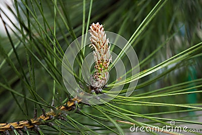 Natural pine wood background for postcard or Wallpaper. Stock Photo