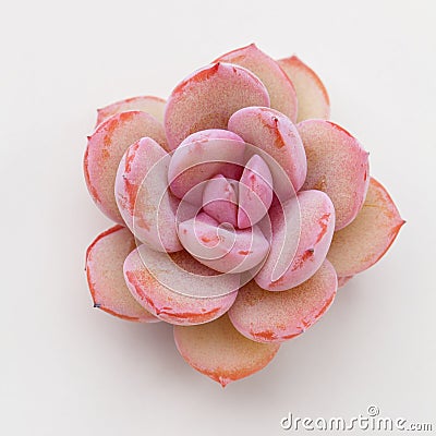 Natural pink succulent rosette houseplant flower on white, closeup top view Stock Photo