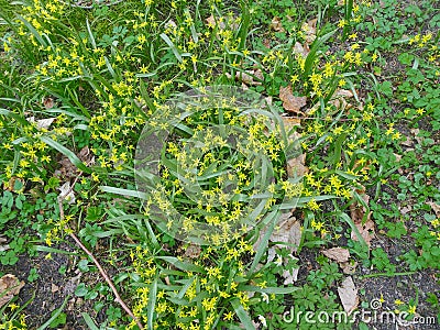 Natural plant background of blooming spring goose bow Stock Photo