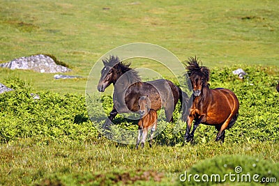 Natural Pony Courtship Stock Photo