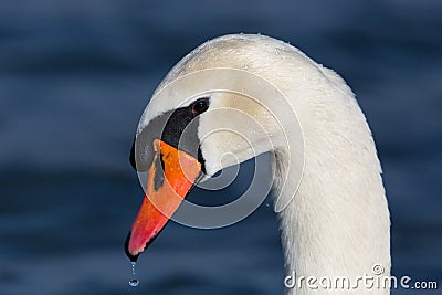 Detailed portrait of natural mute swan cygnus olor water drop, Stock Photo