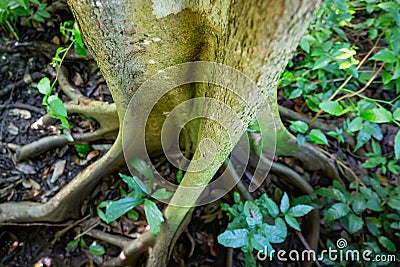 Natural pterocarpus forest swamp in Puerto Rico Stock Photo