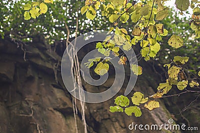 Natural quarry in autumn 2 Stock Photo